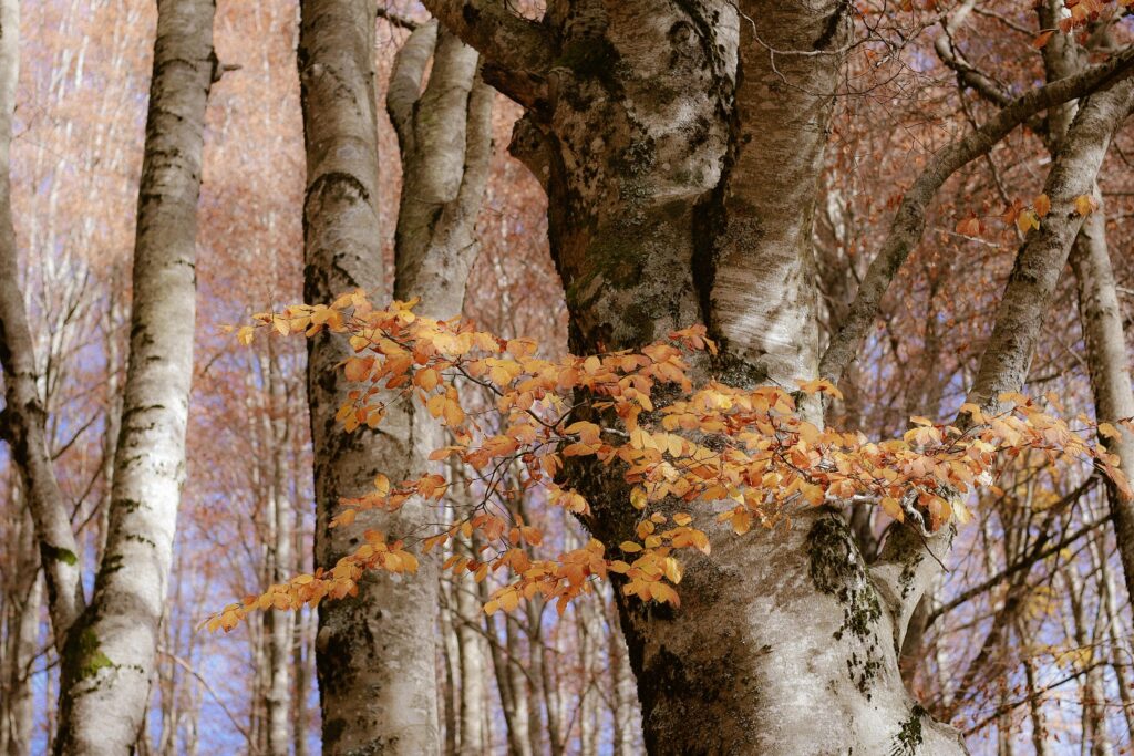 Golden autumn leaves in a serene birch forest, capturing the beauty of fall.